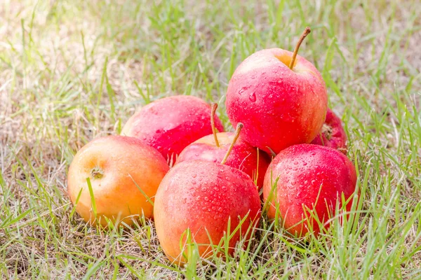 Pommes fraîches pour la santé — Photo