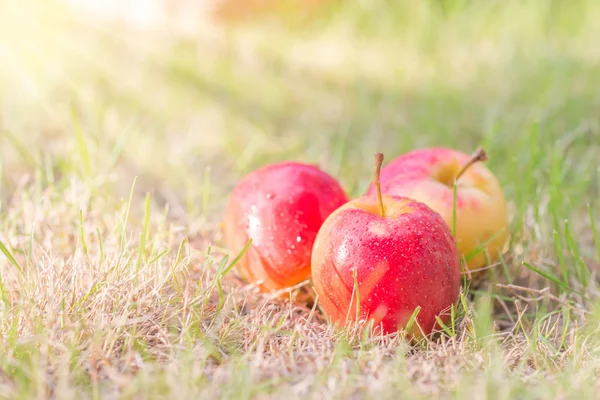 Pommes fraîches pour la santé — Photo