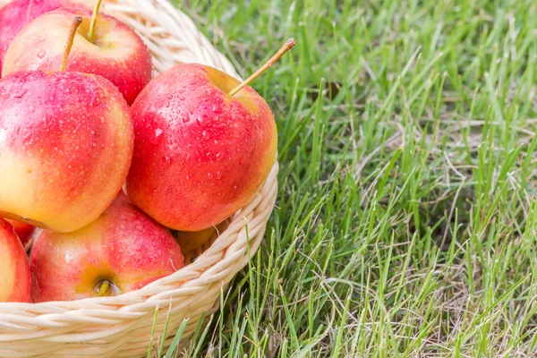 Az alma friss, egészséges — Stock Fotó