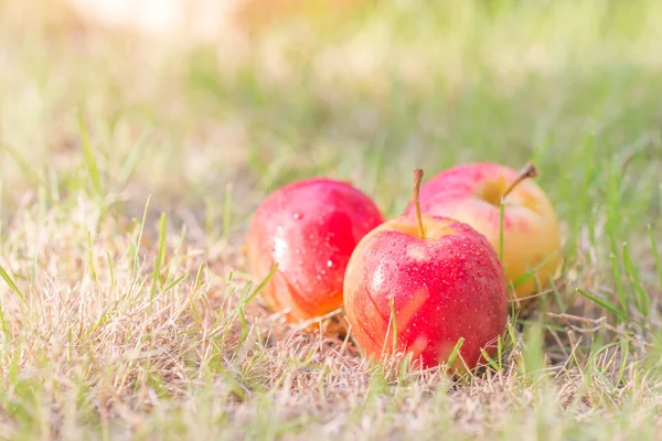 Manzanas frescas para una salud —  Fotos de Stock