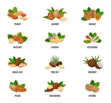 Düz tasarım fındık. Beyaz arkaplanda vektör çizimleri. Simgeler, fındıklar