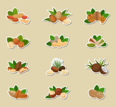 Düz tasarım fındık etiketleri. Beyaz arkaplanda vektör çizimleri. Simgeler, fındıklar