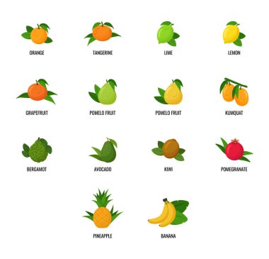 Turunçgillerin düz dizaynı. Beyaz arkaplanda vektör çizimleri. Simgeler. Meyve seti.