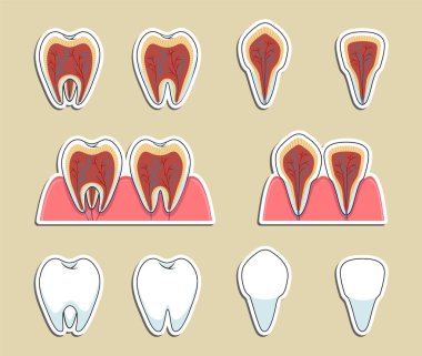 Diş tipleri ve sinir sistemi. Vektör etiketleri anatomik diş illüstrasyonunu ayarladı