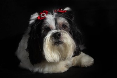 Kırmızı fiyonklu siyah beyaz bir Lisa apso köpeği.