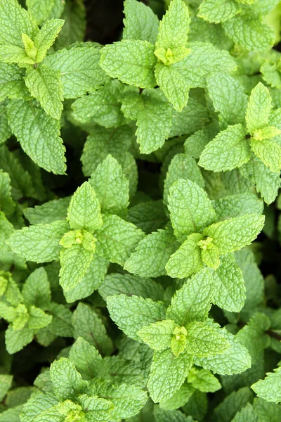 Green Mint Mentha Spicata Simply Mint Home Garden Emphasis Green — Stock Photo, Image