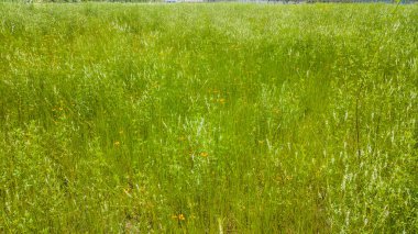 Yeşil rengini vurgulayan çalılık tarlasında küçük sarı çiçekler