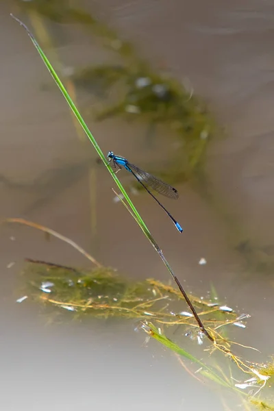 Blue Dragonfly Anisoptera Hangs Green Brown Bush Brown Background Some — 图库照片