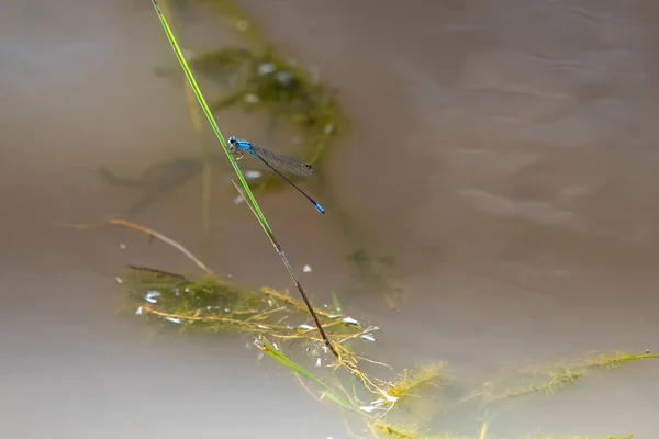 Blue Dragonflies Anisoptera Hangs Branch Bottom Lake Which Can See — Stock Photo, Image
