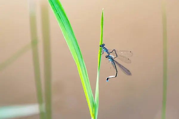 Two Blue Dragonflies Anisoptera Hang Green Bush Brown Background — 图库照片