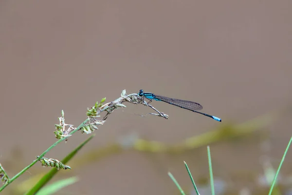 Blue Dragonfly Anisoptera Hangs Green Brown Bush Brown Background Some — Stock Fotó