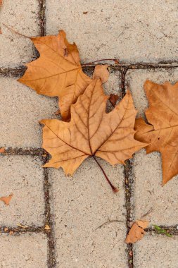 Akçaağaç yaprağının özeti, tipik sonbahar mevsimi.