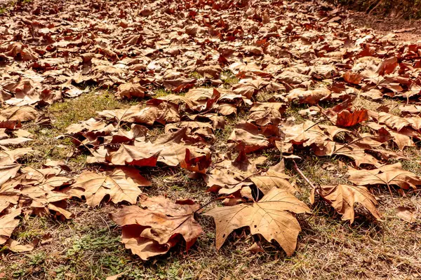 Podłoga Pokryta Liśćmi Klonu Typowa Dla Jesieni — Zdjęcie stockowe
