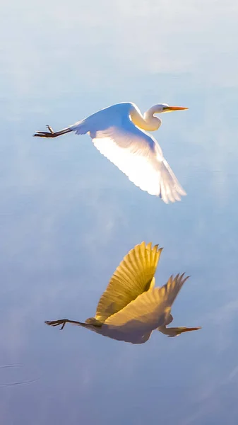 Egret Voando Sobre Lado Ligeiramente Azulado Enevoado Com Seu Reflexo — Fotografia de Stock