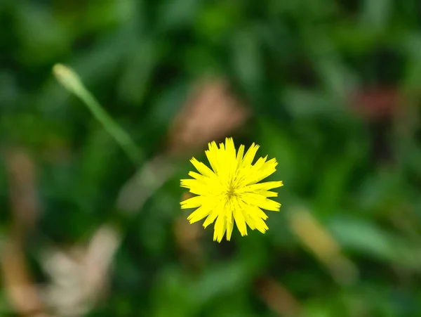 Fiore Giallo Tarassaco Taraxacum Officinale Noto Anche Come Corona Monaco — Foto Stock