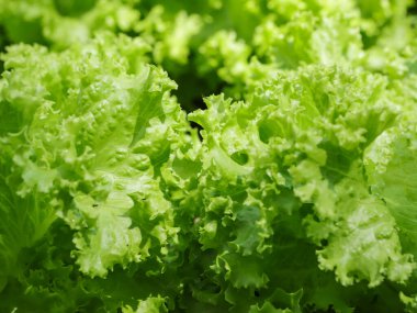 Sebze bahçesinde kıtır kıtır marul yaprakları, bulanık noktalar ve sebzelerin dokusuna vurgu.