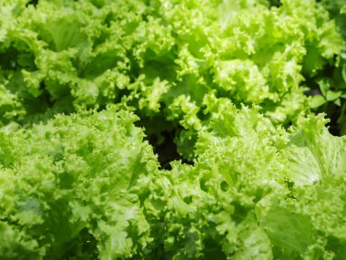 Sebze bahçesinde kıtır kıtır marul yaprakları, bulanık noktalar ve sebzelerin dokusuna vurgu.