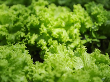 Sebze bahçesinde kıtır kıtır marul yaprakları, bulanık noktalar ve sebzelerin dokusuna vurgu.