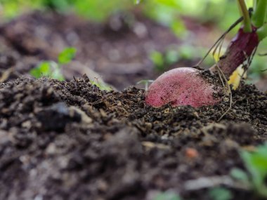 Etrafında çalılar ve sebzeler olan turp tarlası.