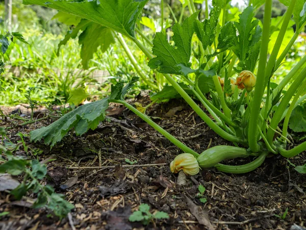 Zucchini Foot Growing Phase Still Flower Gives Rise Vegetable — Stock Photo, Image