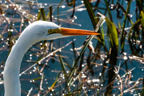 Egret Framed Top Its Neck Focus Its Eye Peak Bushes — Stock Photo, Image