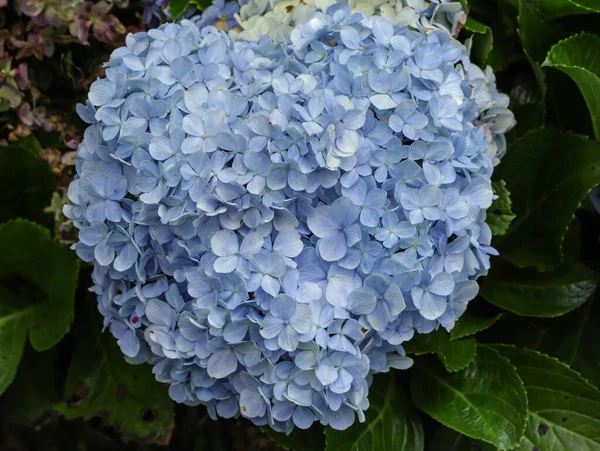 Blue Hydrangea Flowers Nature Background Green Plant Leaves — Stock Photo, Image