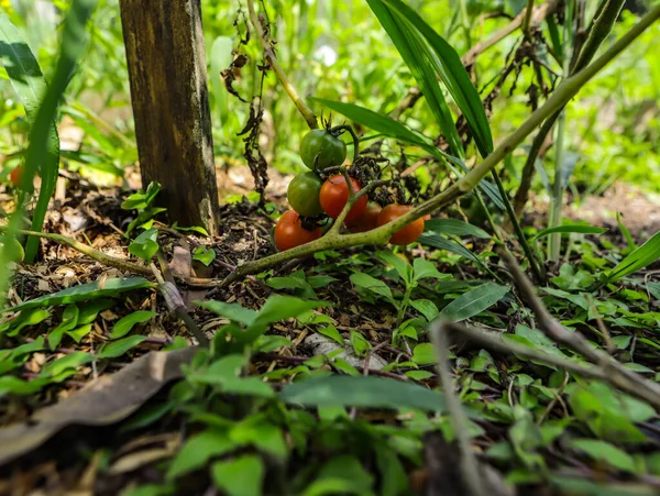 Kerstomaten Solanum Lycopersicum Var Cerasiforme Nog Steeds Boom Met Andere — Stockfoto