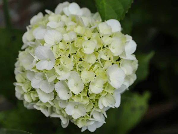 Bílé Hortenzie Květiny Centrálním Zaměřením Hodně Rozmazané Pozadí Příroda Zelenými — Stock fotografie