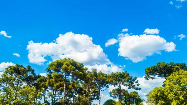 Голубое Небо Между Белыми Облаками Набором Деревьев Araucaria Angustifolia — стоковое фото