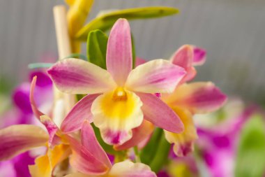 Dendrobium Nobile orkidesi, merkez odak ve görüntünün geri kalanı bulanık