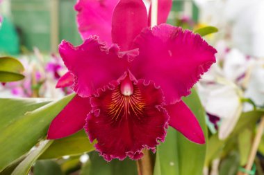 Görüntünün geri kalanı bulanık ve odak merkezli Blc Chia Lin orkide çiçeği