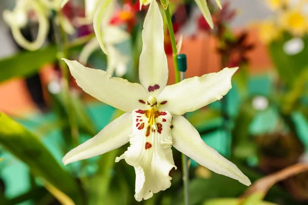 Beallara Orkidé Blomma Med Centrum Fokus Och Resten Bilden Suddig — Stockfoto