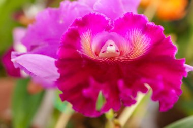 Blz Dumbrit x Chunyeah orkide çiçeği merkez odak ve görüntünün geri kalanı bulanık