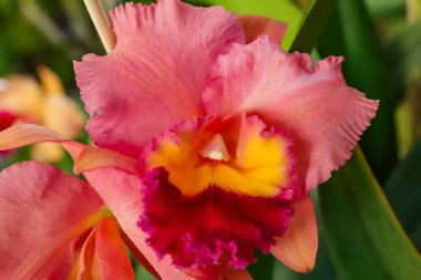 Blc George King orkide çiçeği merkez odak ve görüntünün geri kalanı bulanık