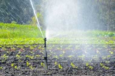 Sulama sistemiyle sulanan çeşitli sebze ekimleri.