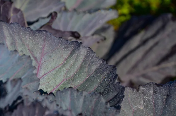 葉に露がある紫色のキャベツの植物の詳細 — ストック写真