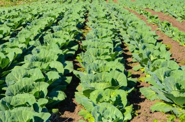 Şafağın çiğ taneleriyle çeşitli sebzeler ekiyorlar ve yaprakların yeşilini renklendiriyorlar.