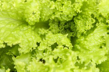 Boncuklu marul (Lactuca sativa var. Kıvırcık marul olarak da bilinir, bir ev bahçesinde, yaprakların tepesindeki küçük dalgalanmalarıyla tanınır..