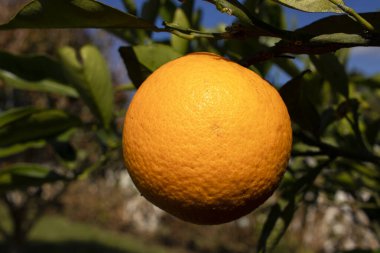 Ağaçta hala yeşil yapraklar ve tahta dallarla portakal meyveleri var.