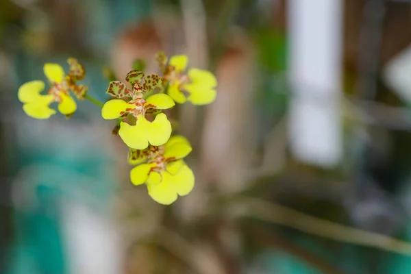 Oncidium Equitante Blomma Med Centrum Fokus Och Resten Bilden Suddig — Stockfoto