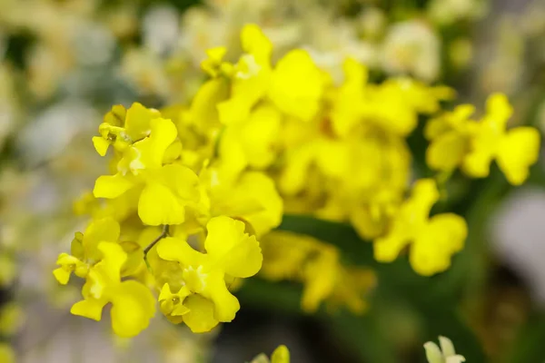 Oncidium Dugon Kwiat Centrum Ostrości Reszta Obrazu Zamazane — Zdjęcie stockowe