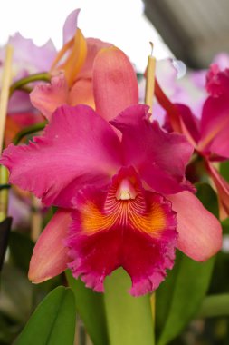 Somon balığı ihtişamlı George King çiçeği odak noktası ve görüntünün geri kalanı bulanık