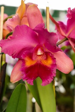 Somon balığı ihtişamlı George King çiçeği odak noktası ve görüntünün geri kalanı bulanık