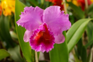 Somon balığı ihtişamlı George King çiçeği odak noktası ve görüntünün geri kalanı bulanık