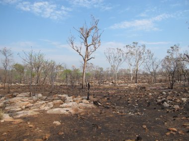 windjana gorge, gibb nehir, kimberley, Batı Avustralya