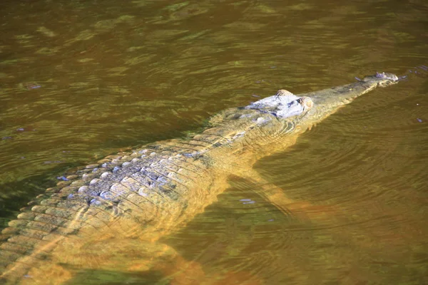 Crocodile, NT, australie — Photo