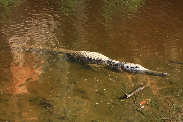 Krokodil, Nt, Australië — Stockfoto