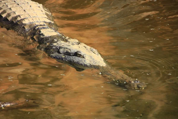 Crocodile, NT, australie — Photo