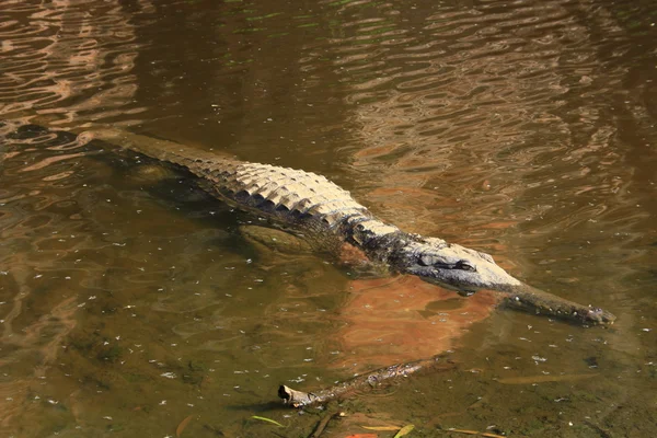 Krokodil, Nt, Australië — Stockfoto