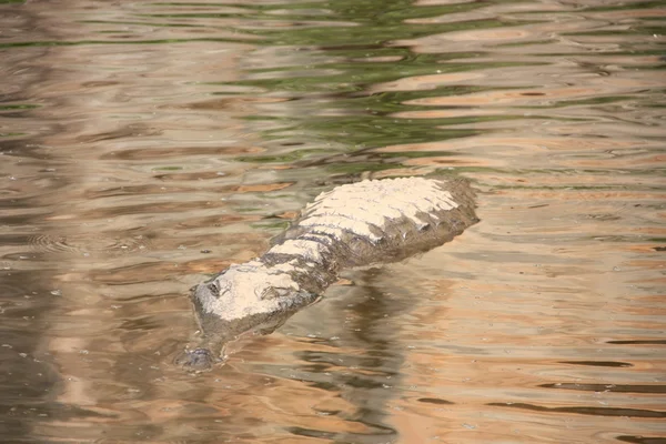 Crocodile, NT, australia — Stock Photo, Image